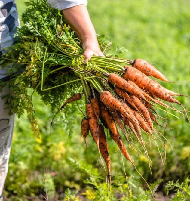 Des carottes fraîchement récoltées auprès d’un producteur